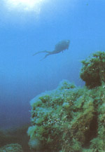 Fondale marino